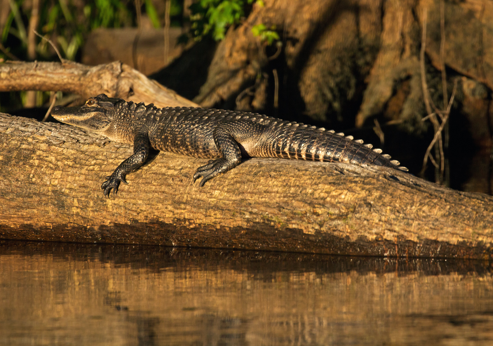 Evening on the Ocklawaha