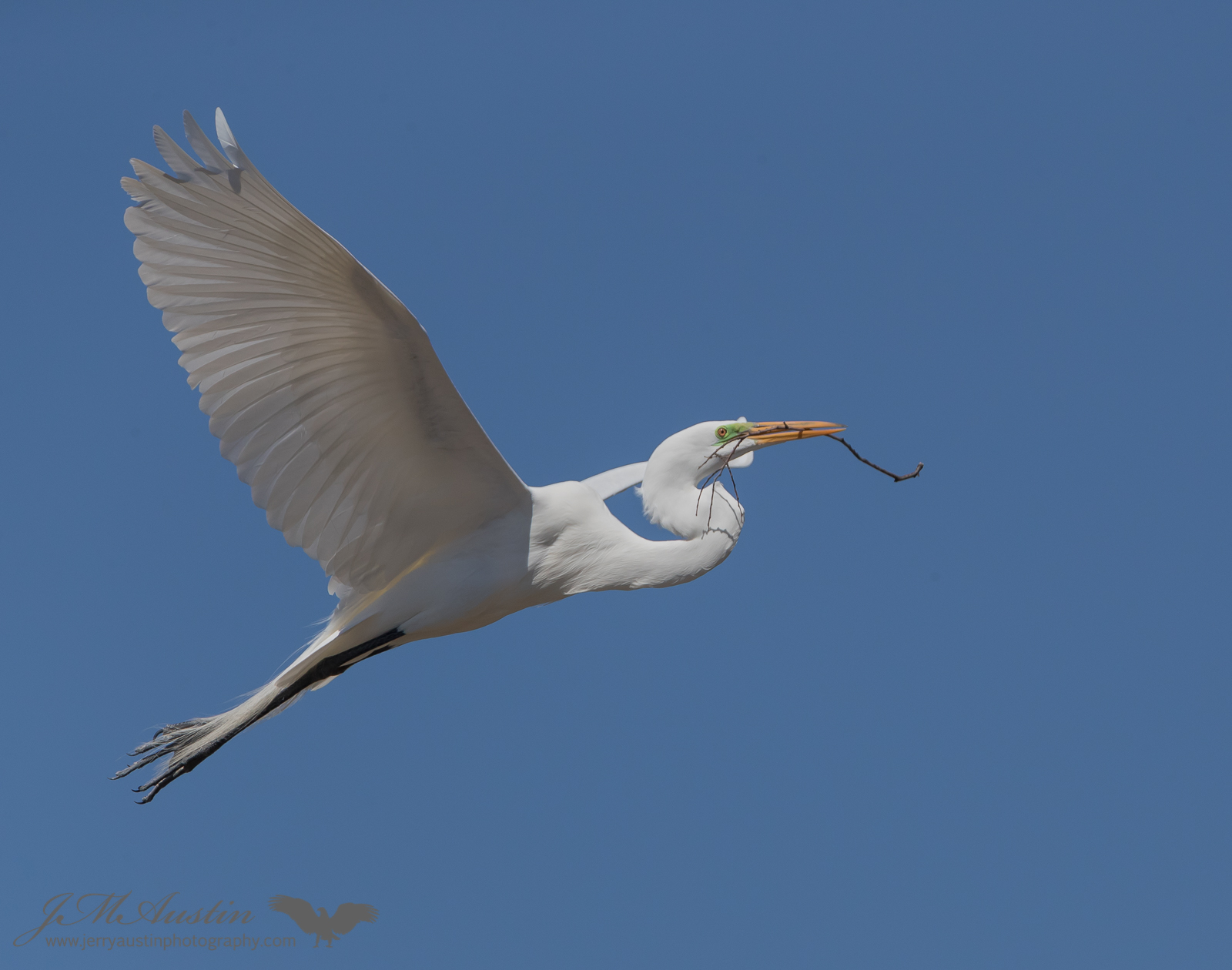 Nesting Great Egret