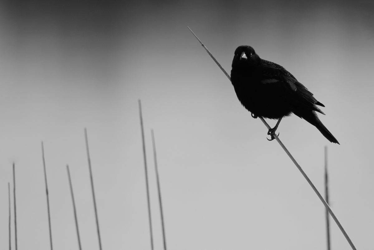 Blackbird in BW