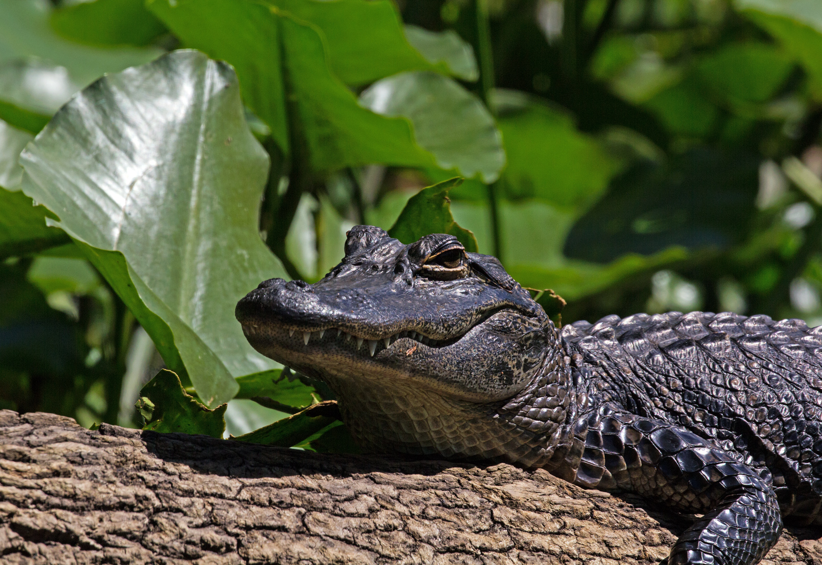 Toothy Portrait, RP + New Crop