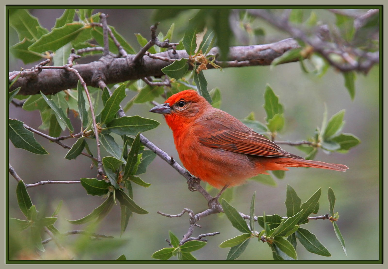 Hepatic Tanager