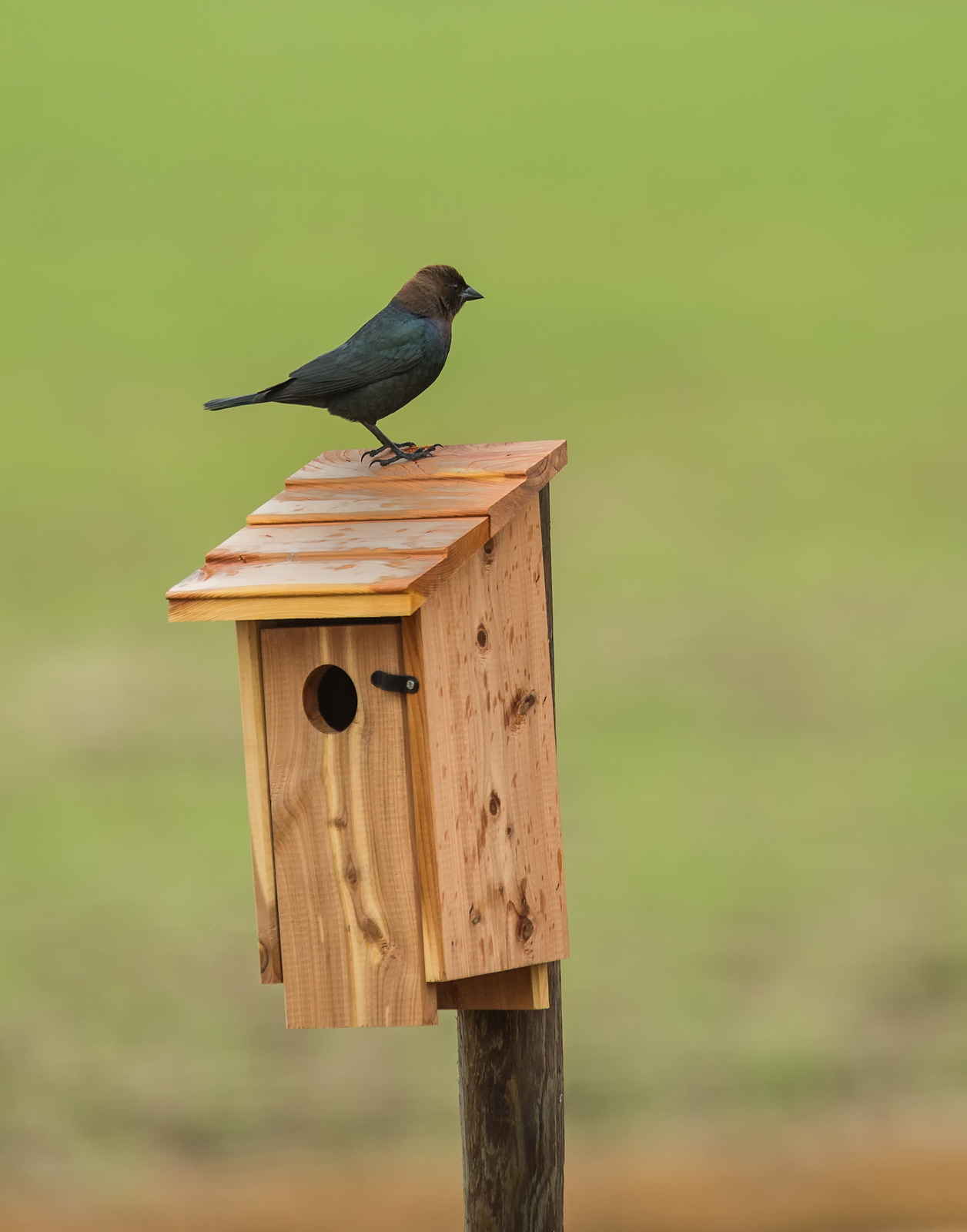 Brown-headed Cowbird