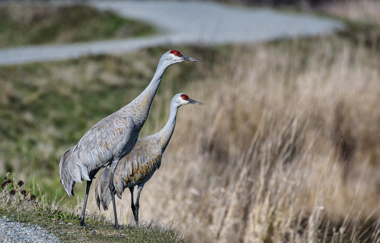 Sandhill Cranes 