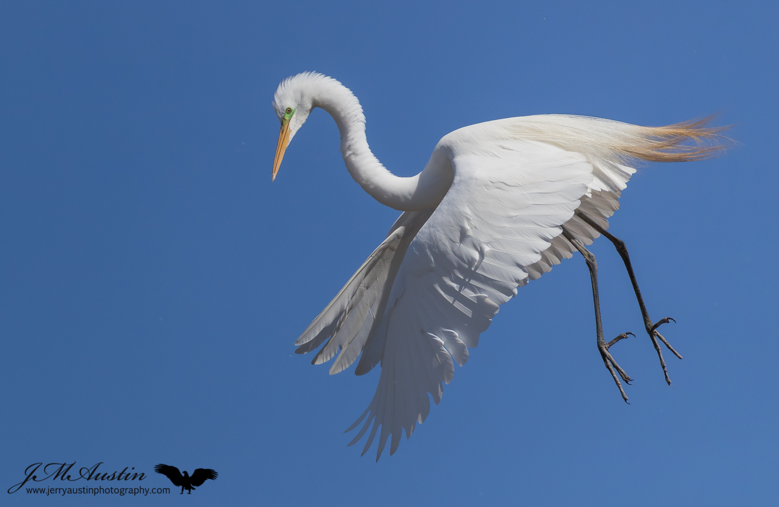 Incoming Egret