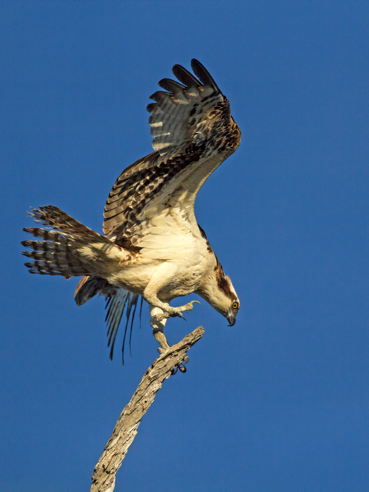 One Hop Osprey