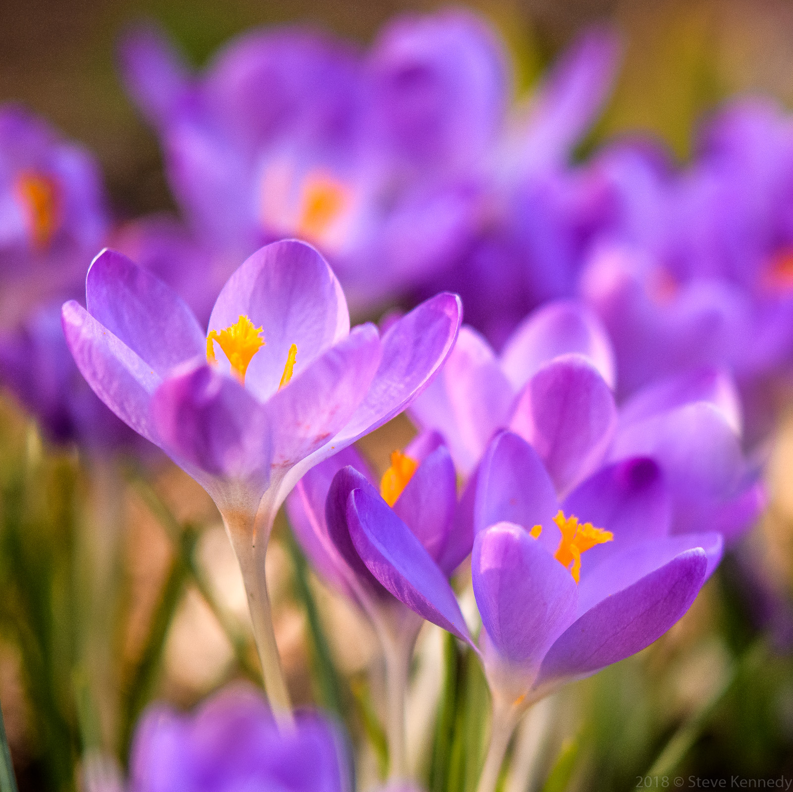 Rain Free Crocus + REPOST