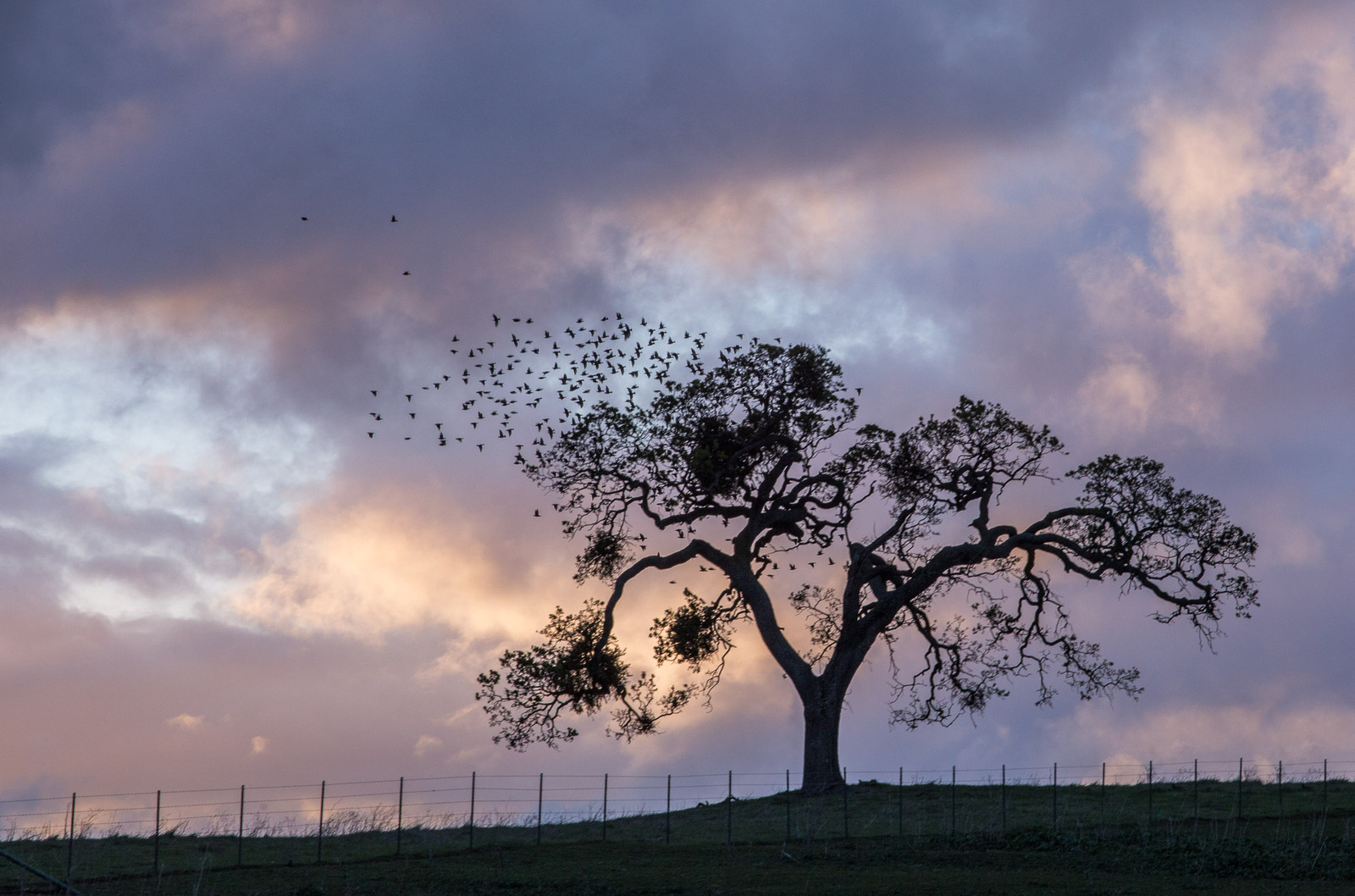 Bird Tree at Sunset