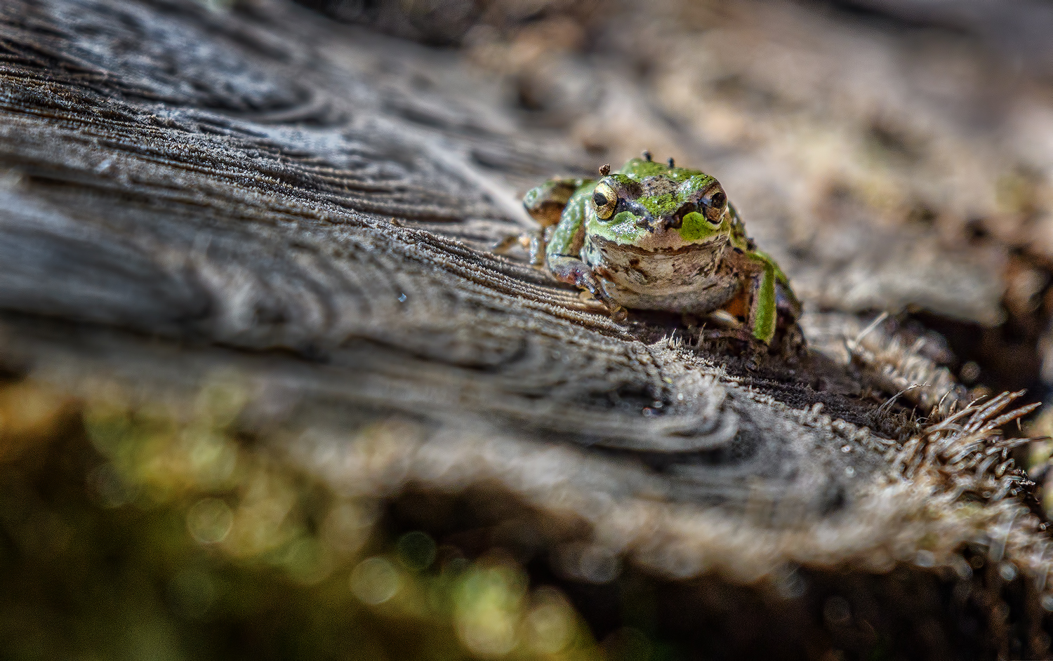 Green Tree Frog