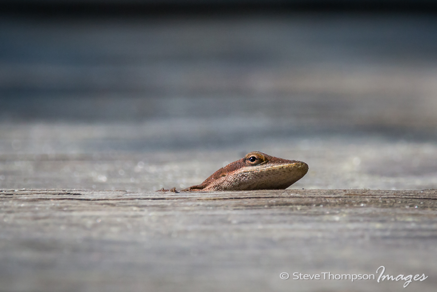 Peeping Anole