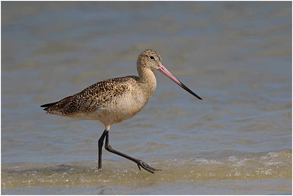 Godwit Looking for Lunch