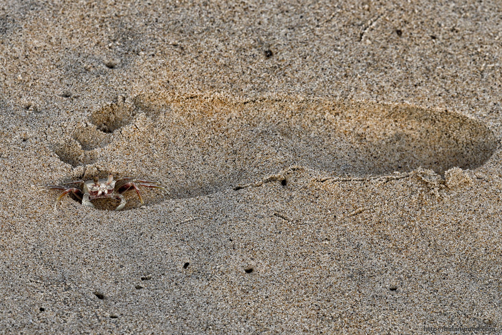 Crab Toe