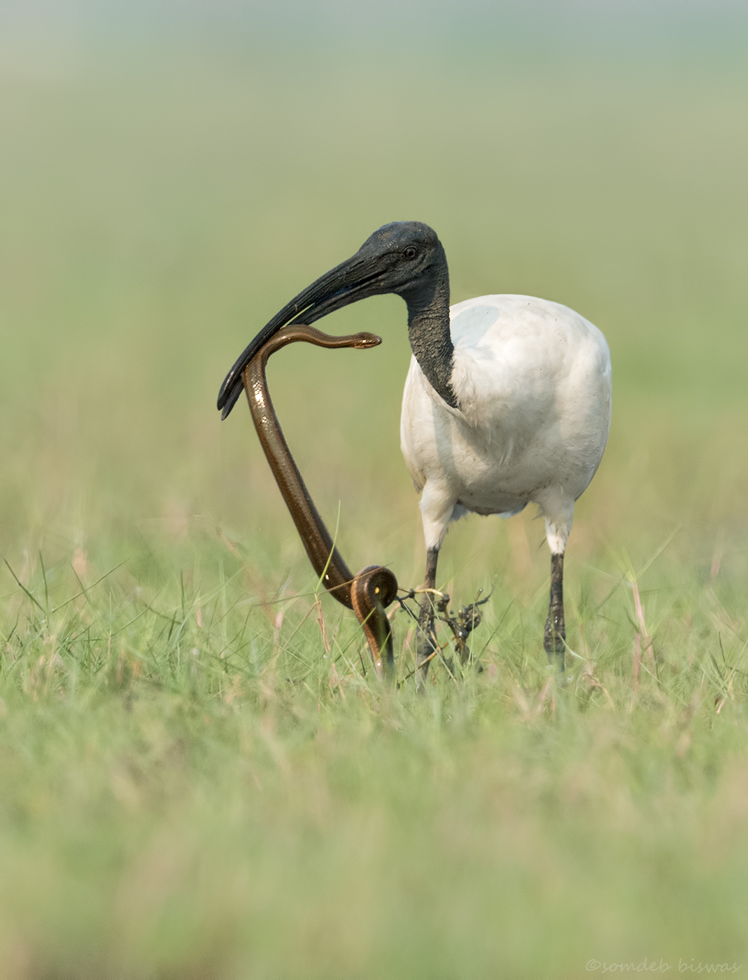 Black-necked Ibis in act