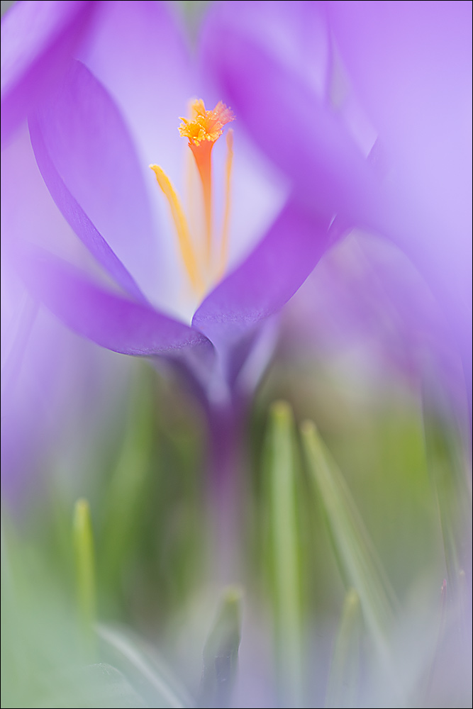 Crocus Cram