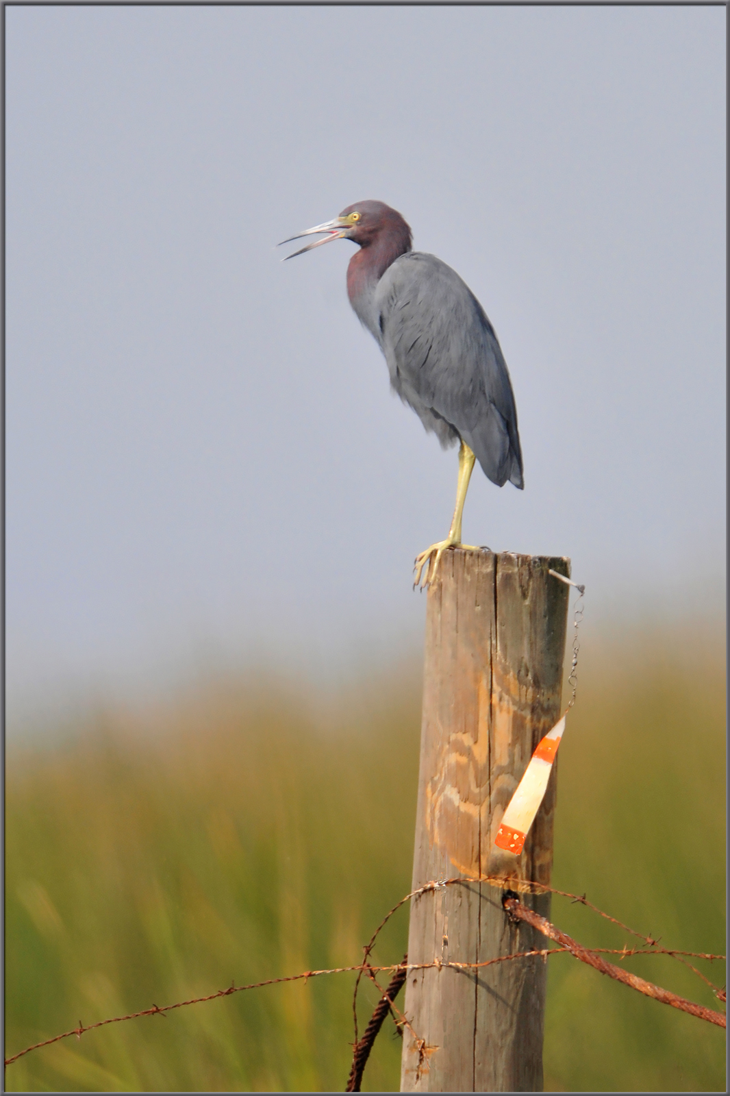 Little Blue Heron  