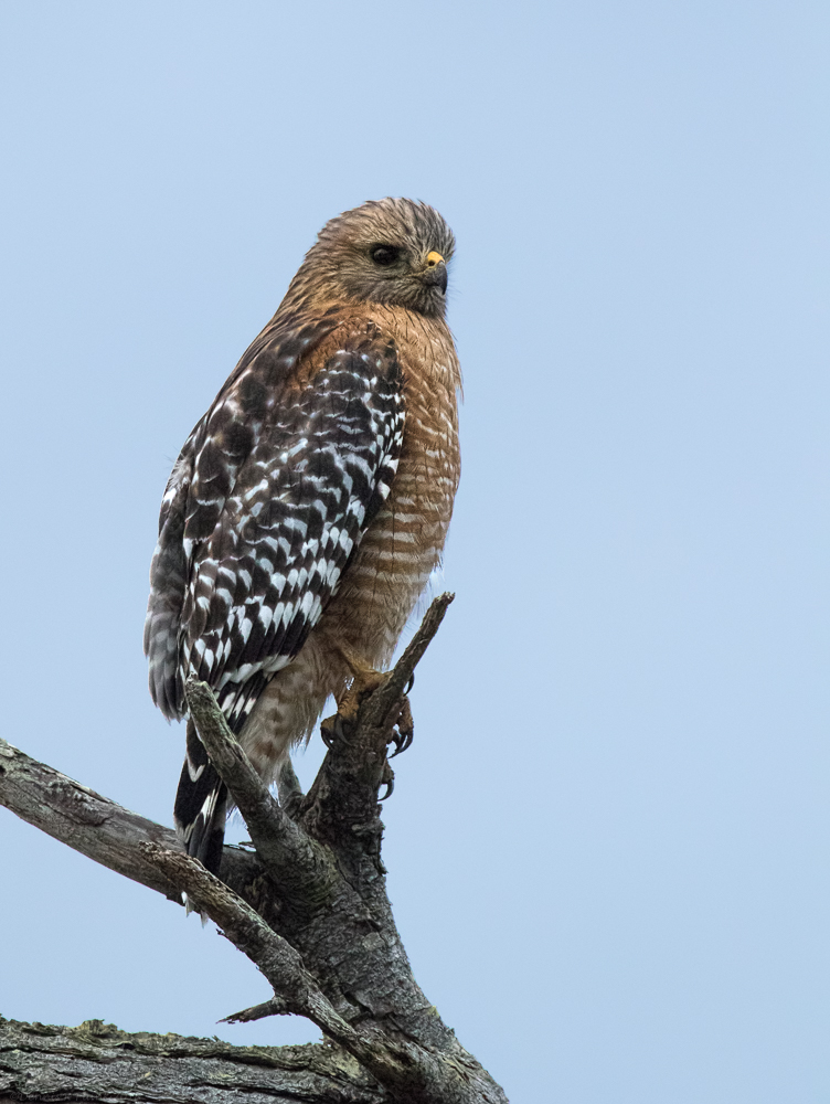 Red-shouldered Hawk