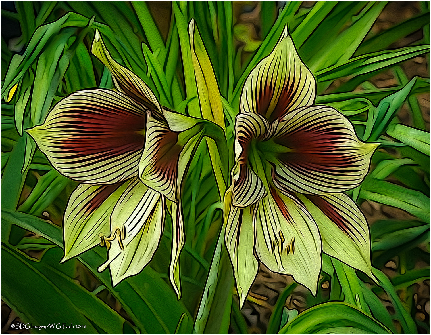 Papillon
