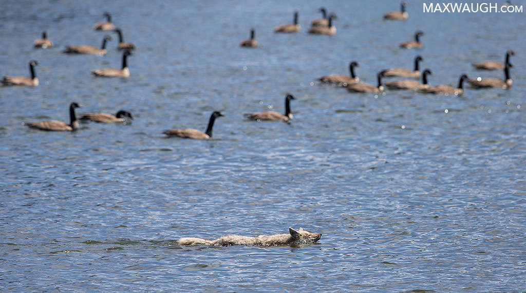 Coyote and Geese