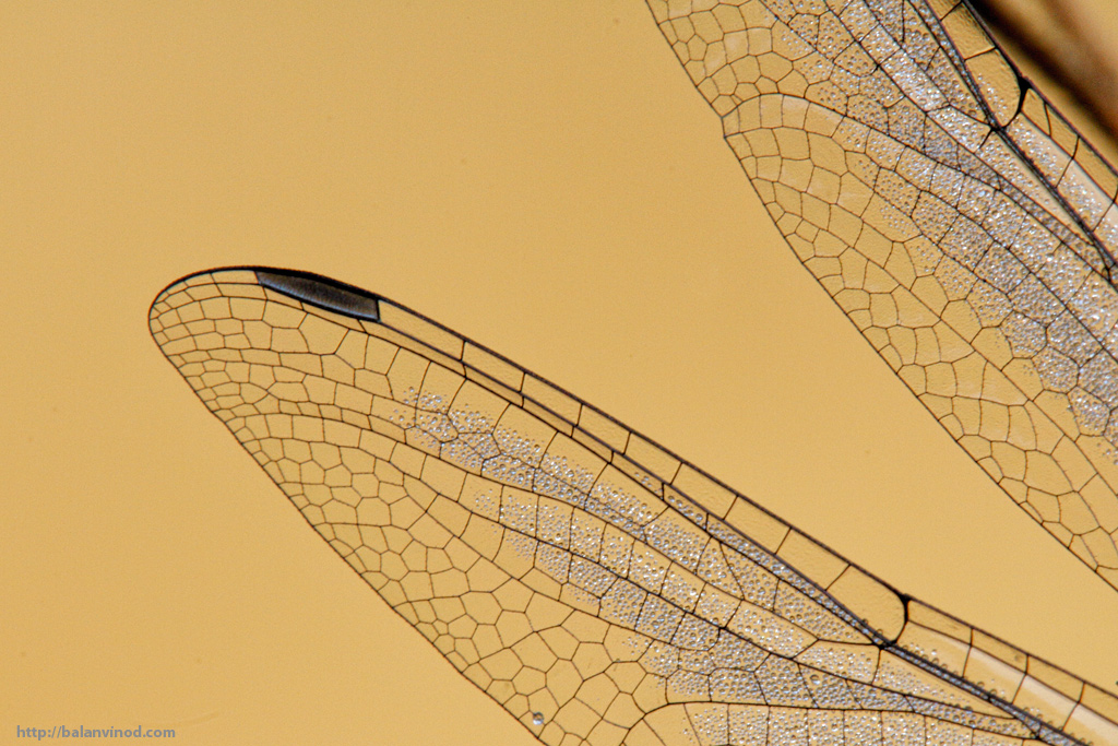Fading Dew