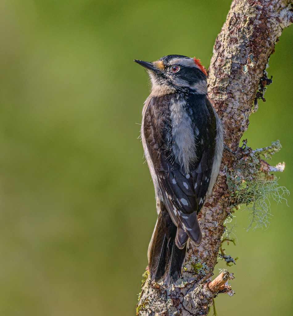 Downy Woodpecker