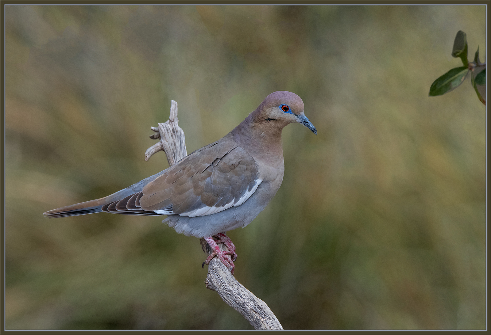 White-Winged Dove