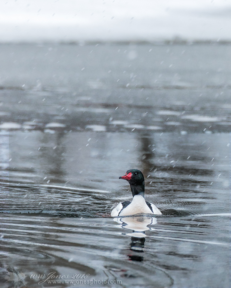 Cold Water Merganser