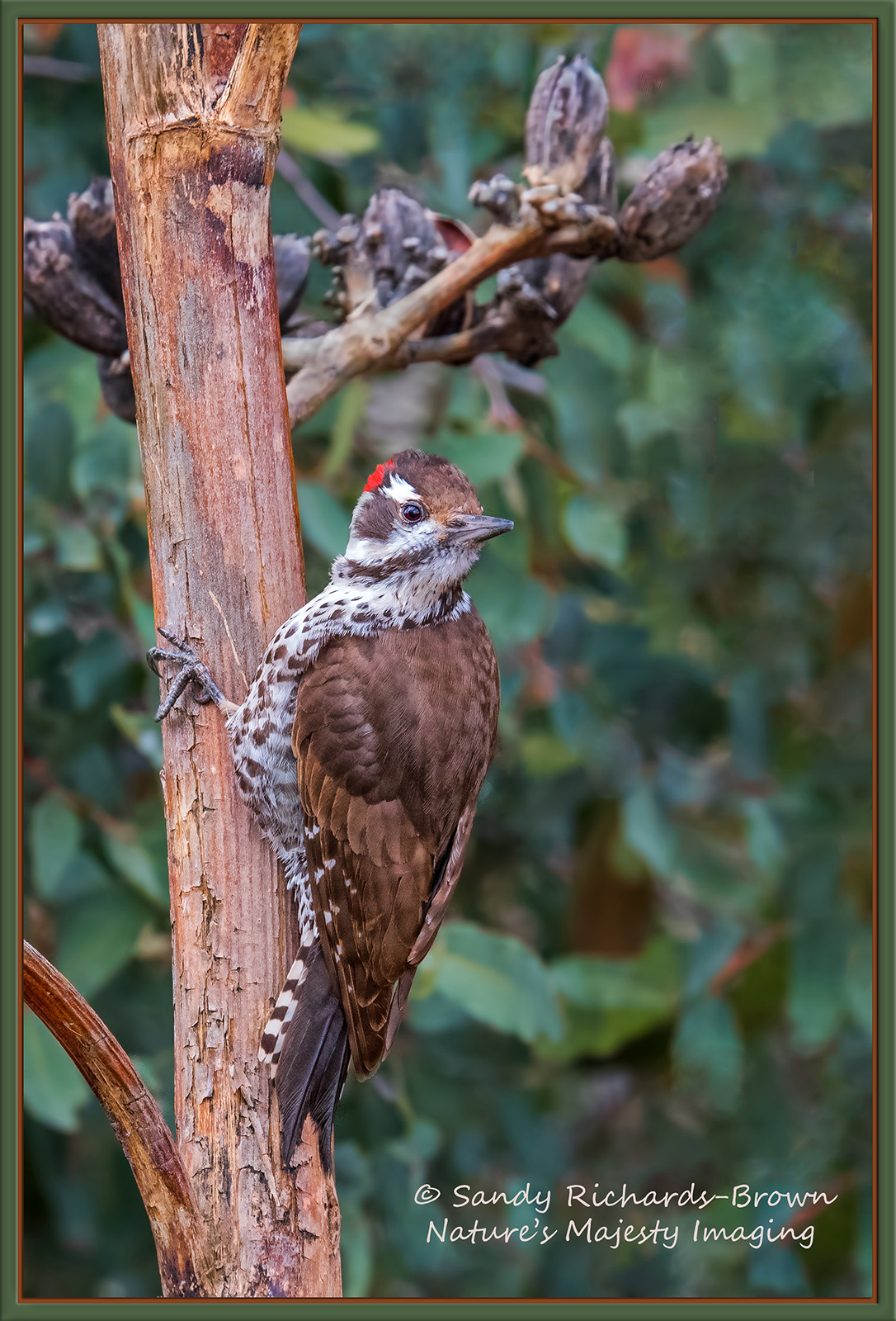 Arizona Woodpecker, Male