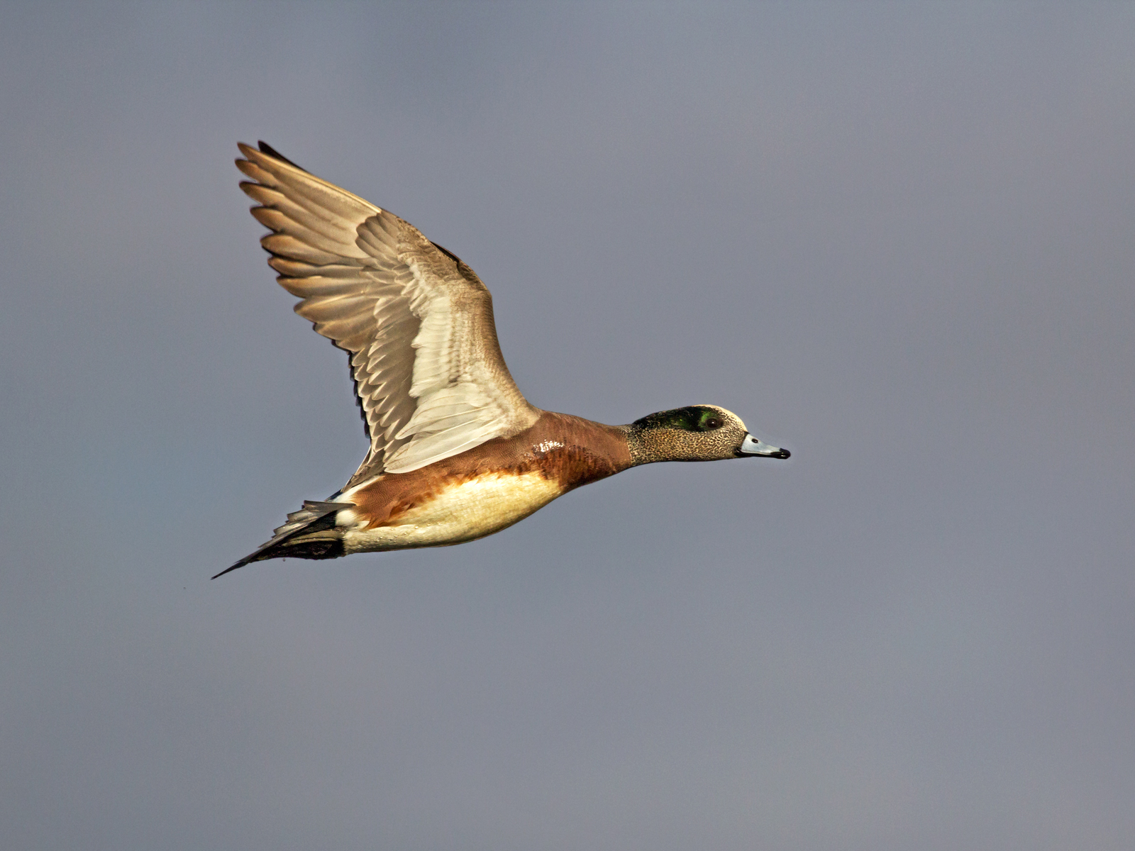 Wigeon