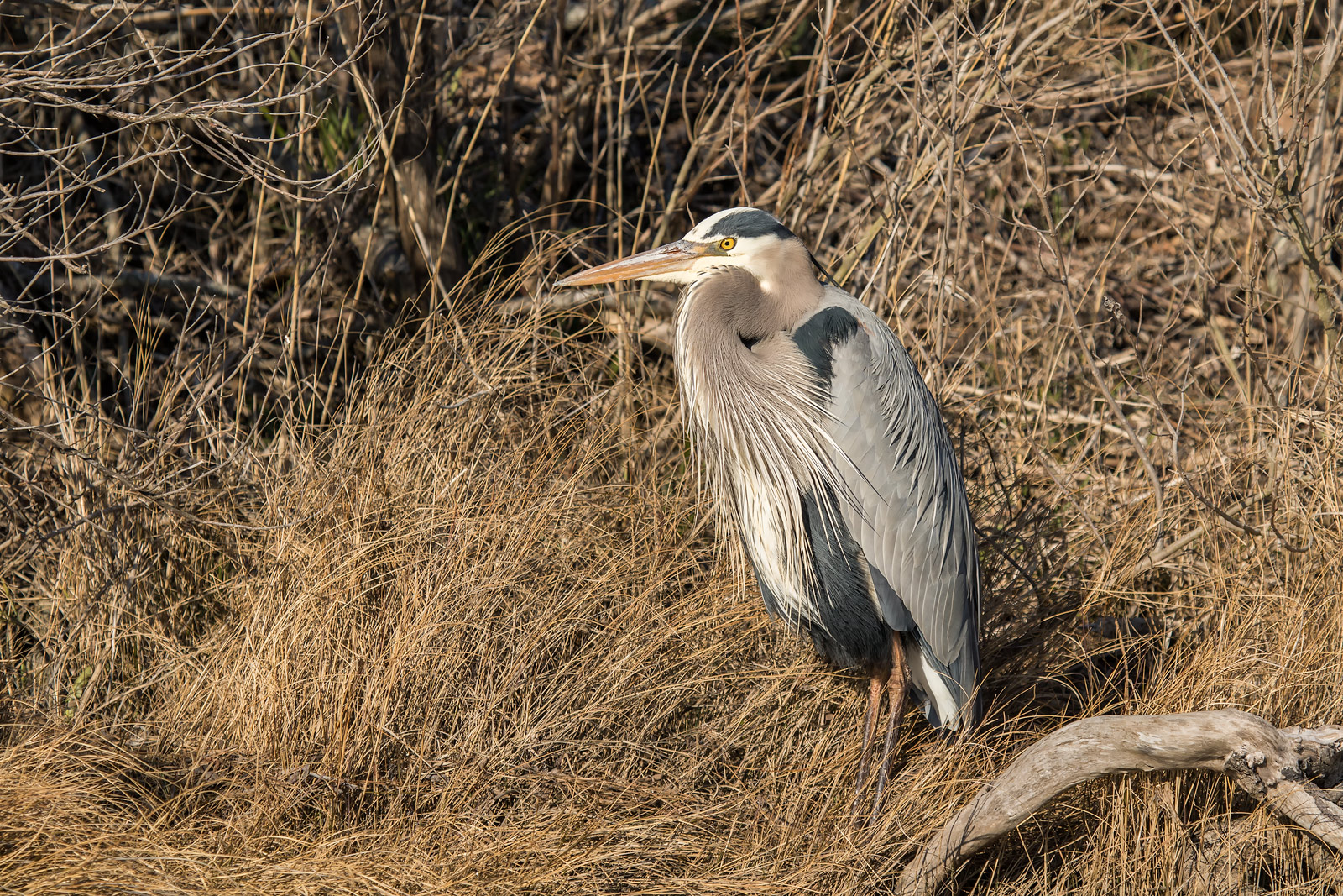 Great Blue