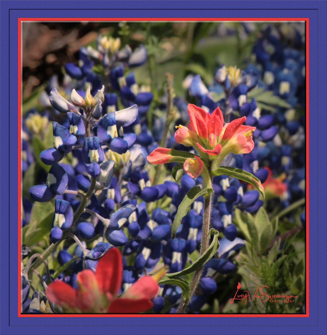 Texas Jewels