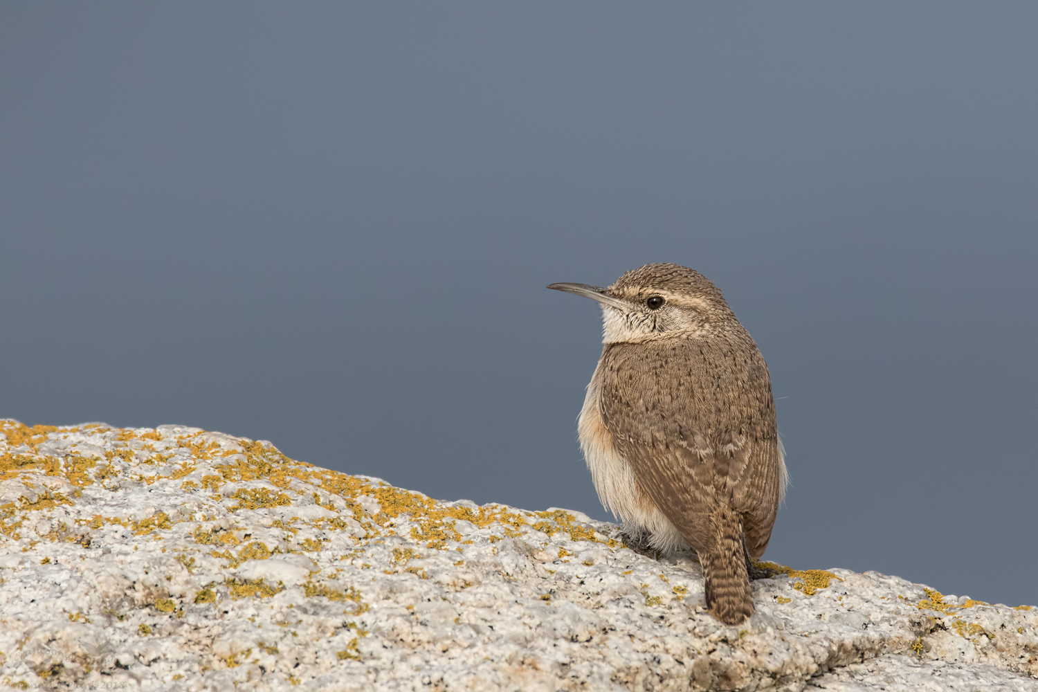 Rock Wren