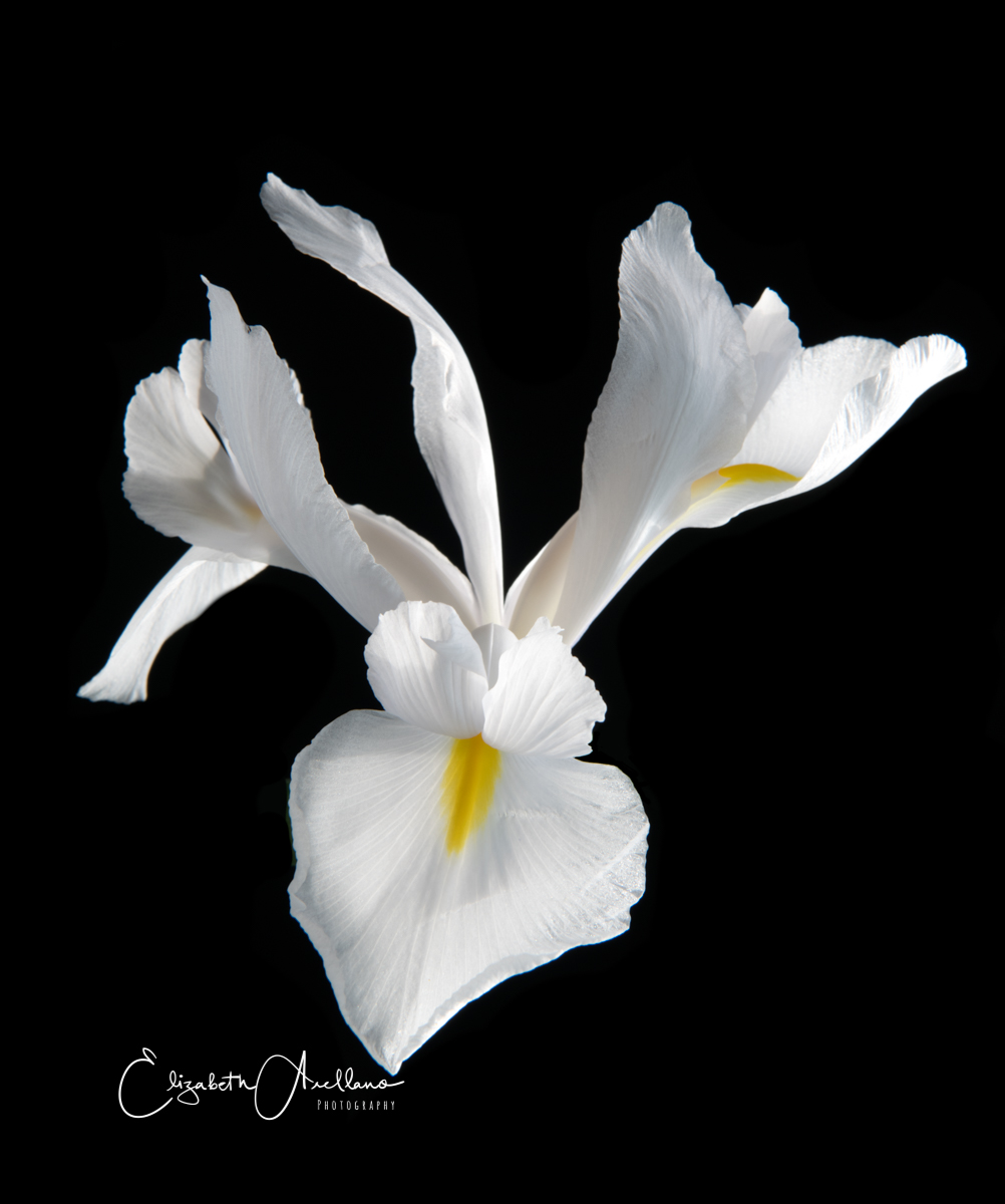 White Iris Beauty