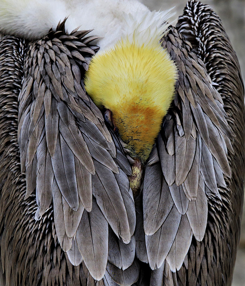Snoozing Pelican