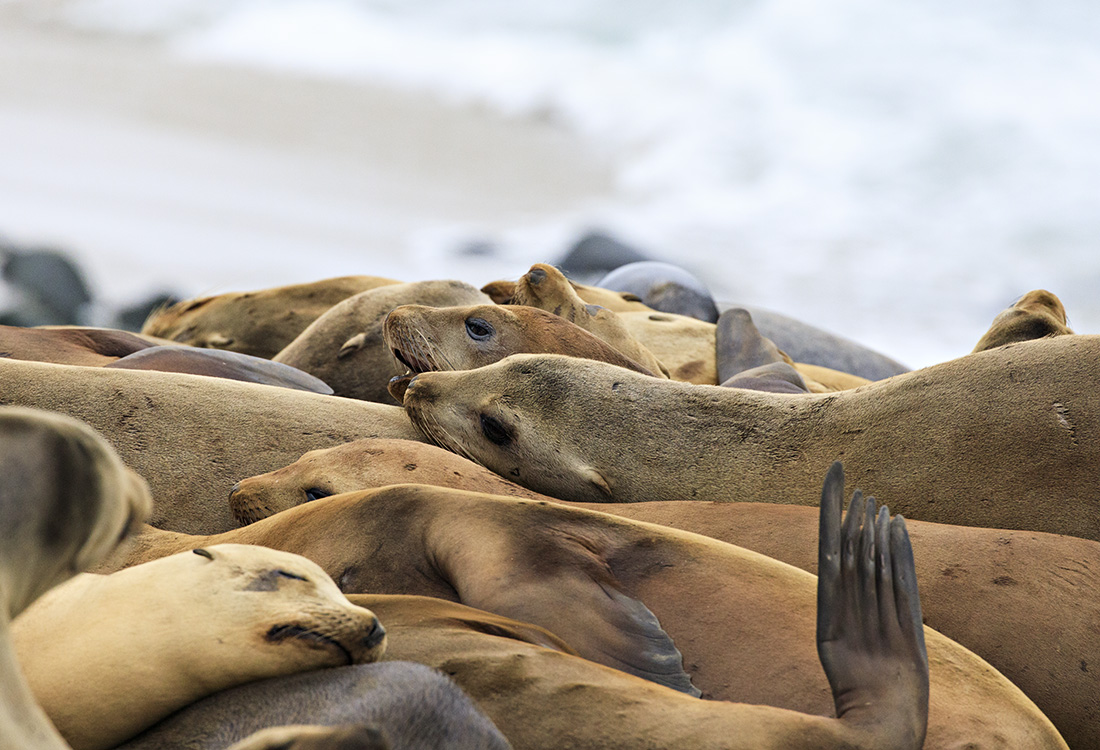 California Sea Lions