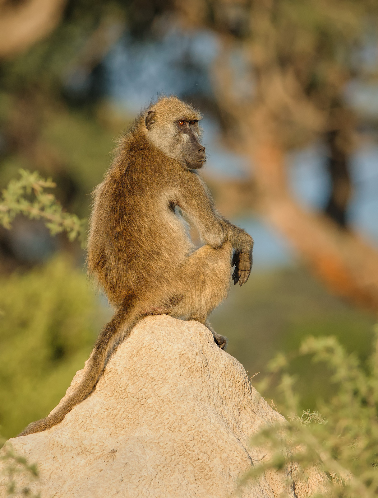 Pensive Baboon