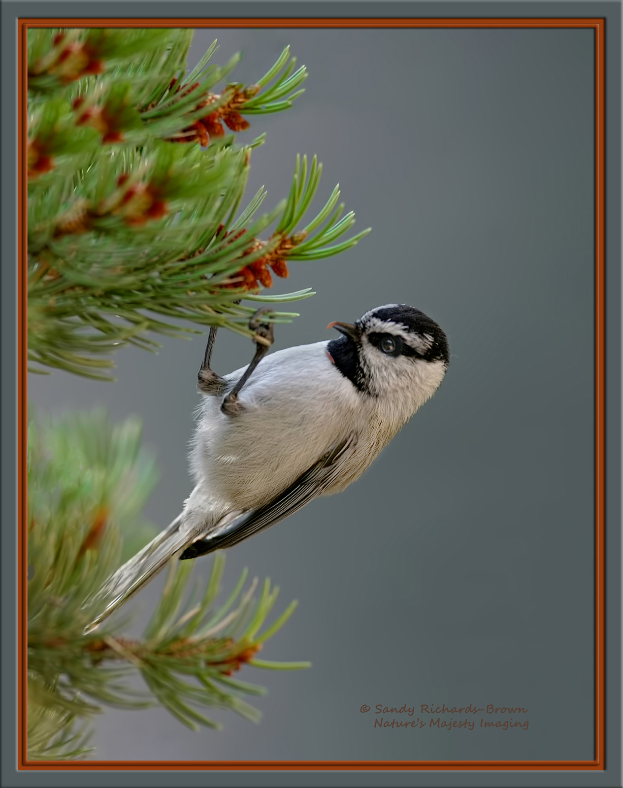 Mountain Chicadee