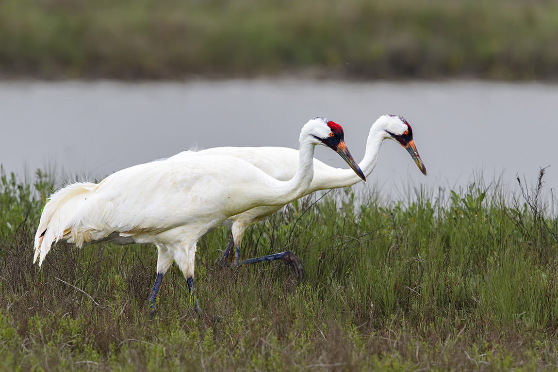 Whoopers at Aransas