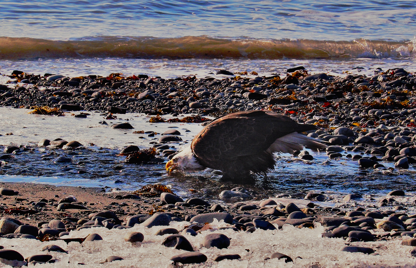 Eagle Drinking