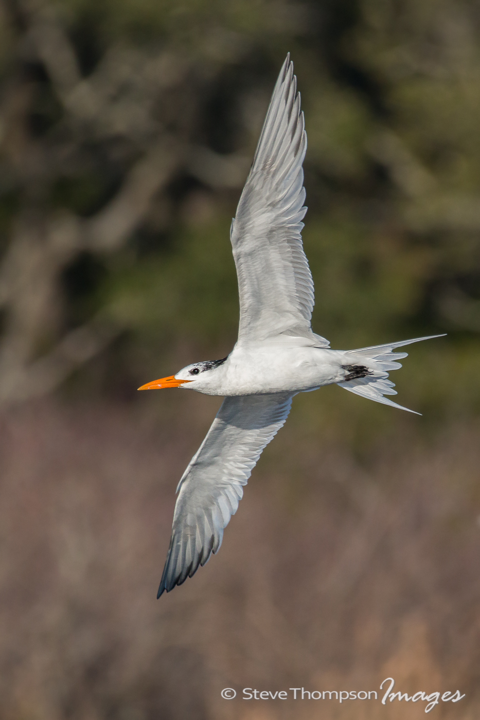 Tern Fly-Bye