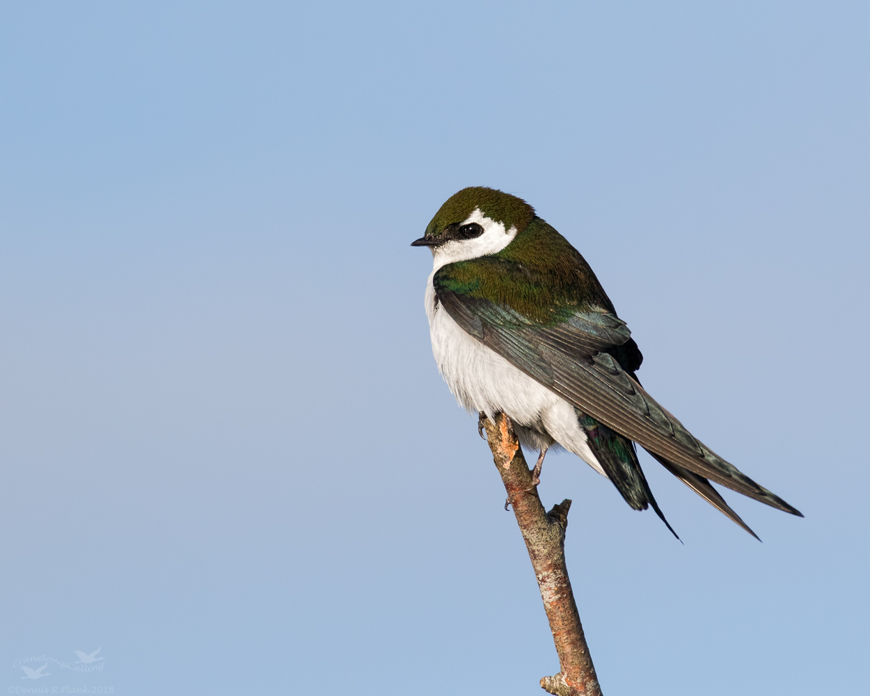 Violet-green Swallow