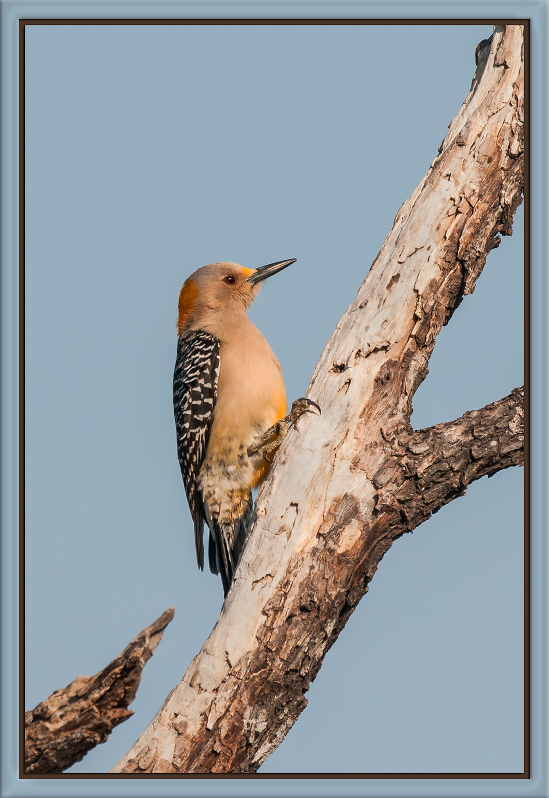 Golden-Fronted Woodpecke