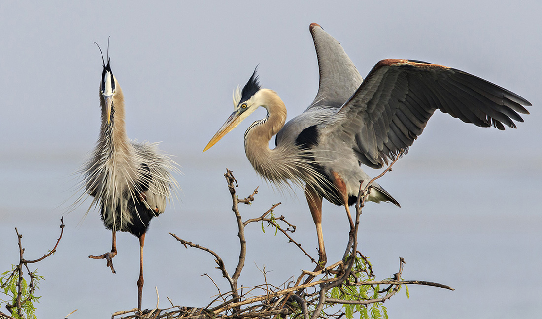 Great Blue Pair