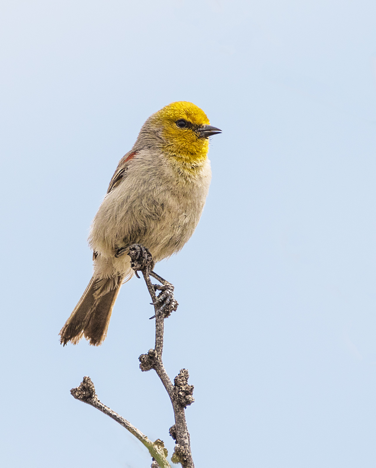 Verdin