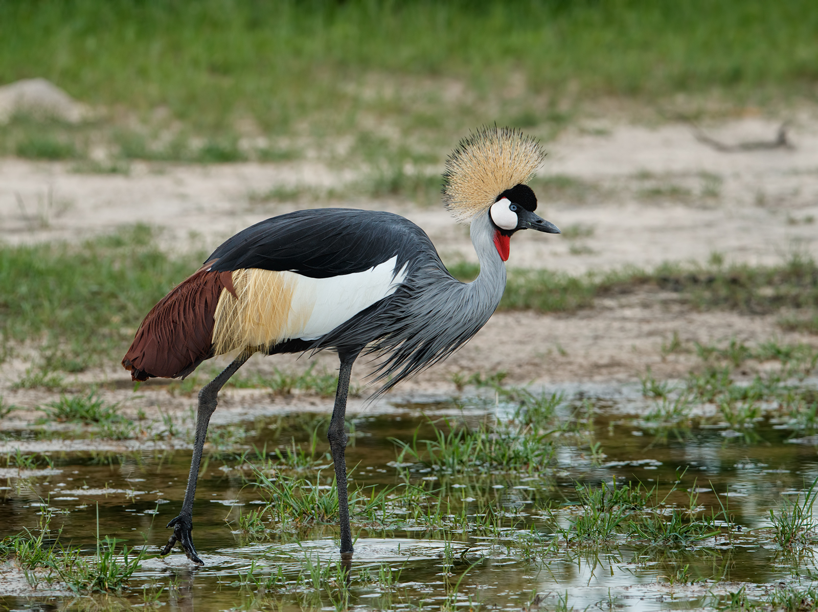 Black  Crowned Crane