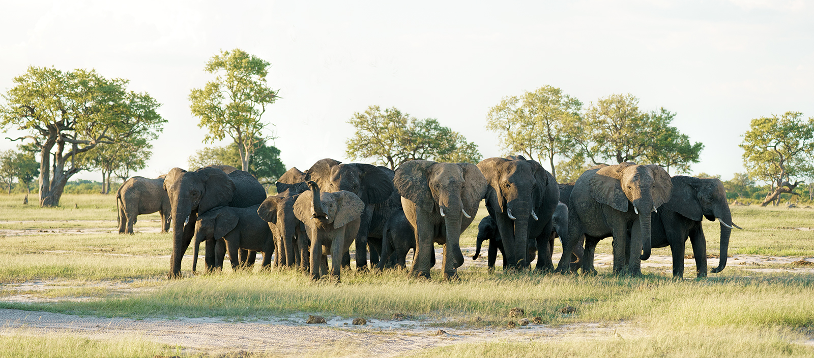 Herd