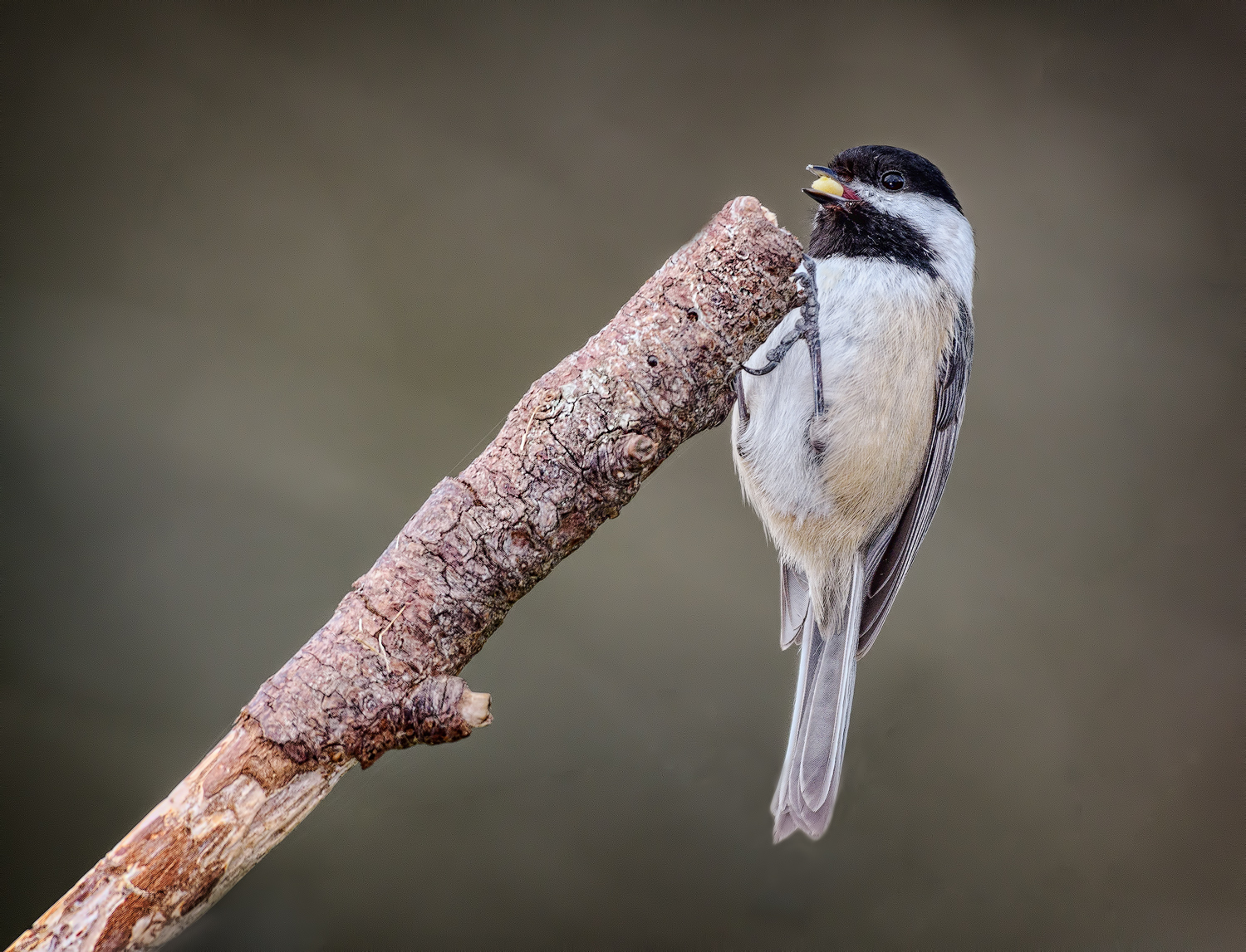 Black Cap Chickadee
