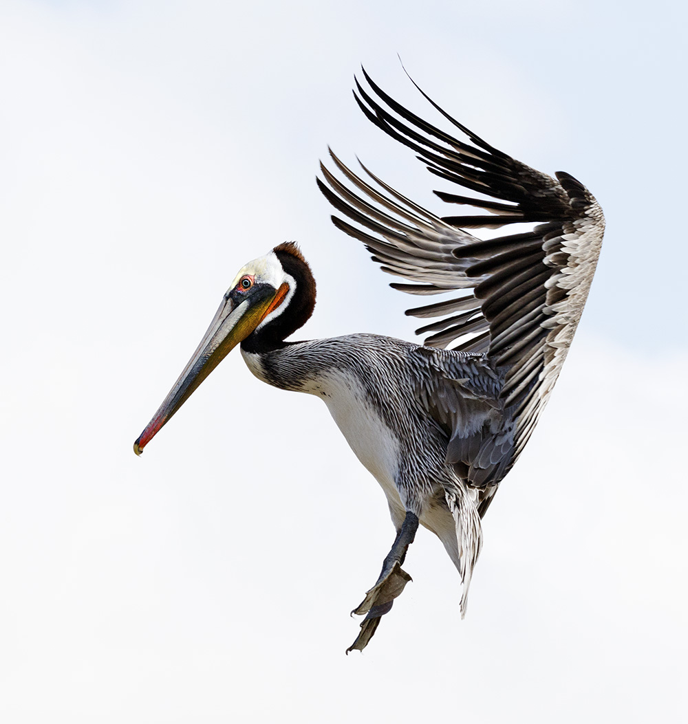 In for a Landing