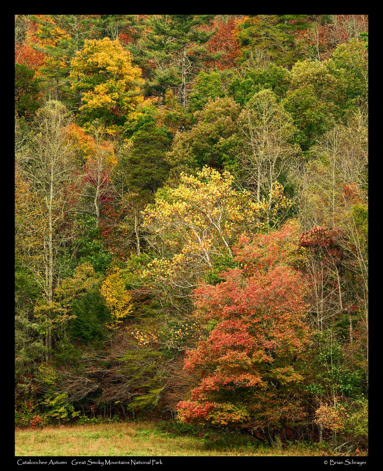 Cataloochee Autumn