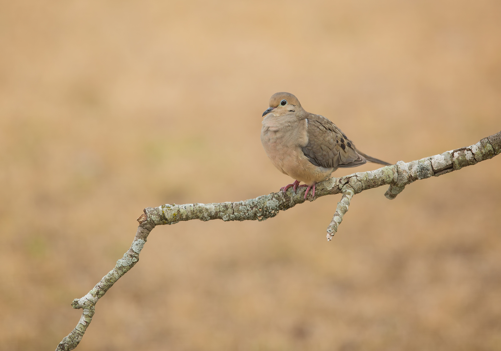 Mourning Dove