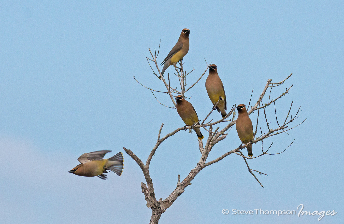 Cedar Waxwings
