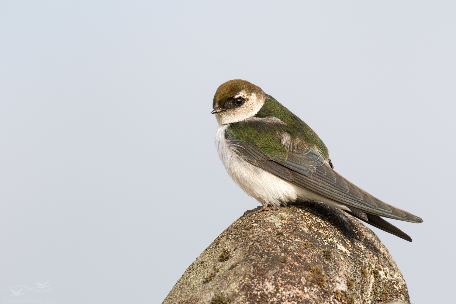 Violet-green Swallow